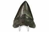 Serrated, Fossil Megalodon Tooth - Georgia #135922-2